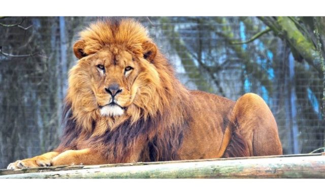 Lion staring whilst sitting in Newquay Zoo