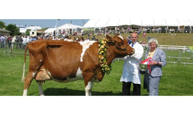 Prize Cow at Royal Cornwall Show