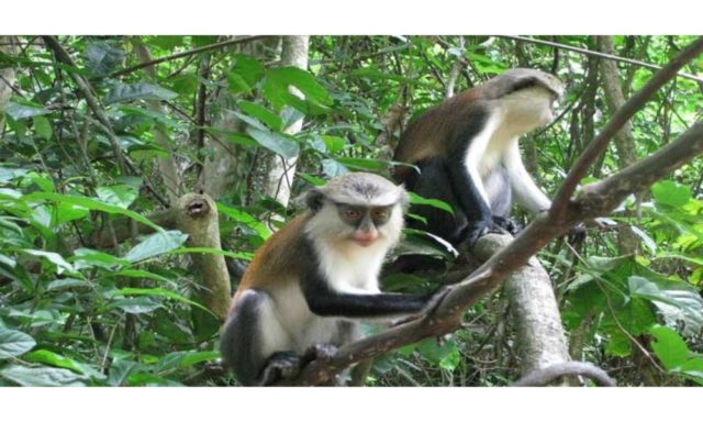 Two monkeys sitting on a branch at The Monkey Sanctuary in Looe, Cornwall