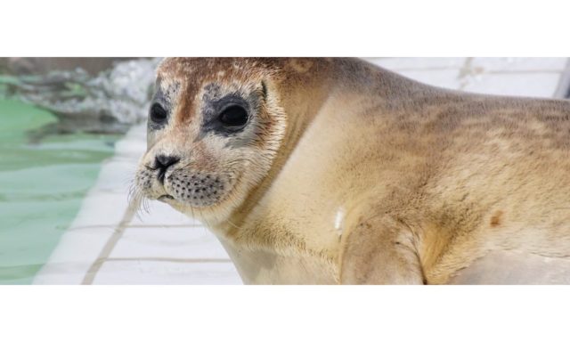 A Seal at the Cornish Seal Sanctuary in Gweek, Cornwall