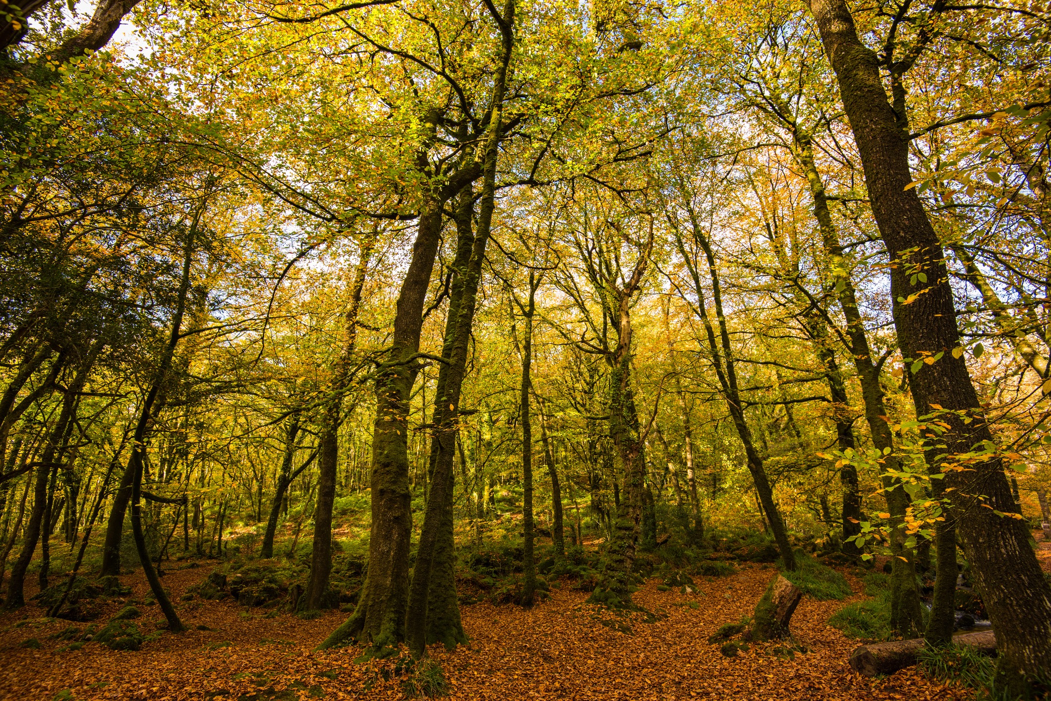 7 of the best autumnal walks in Cornwall